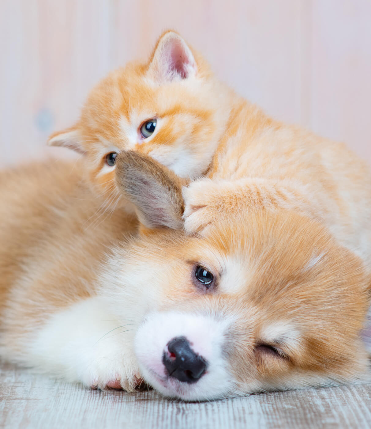 From kibble to care,